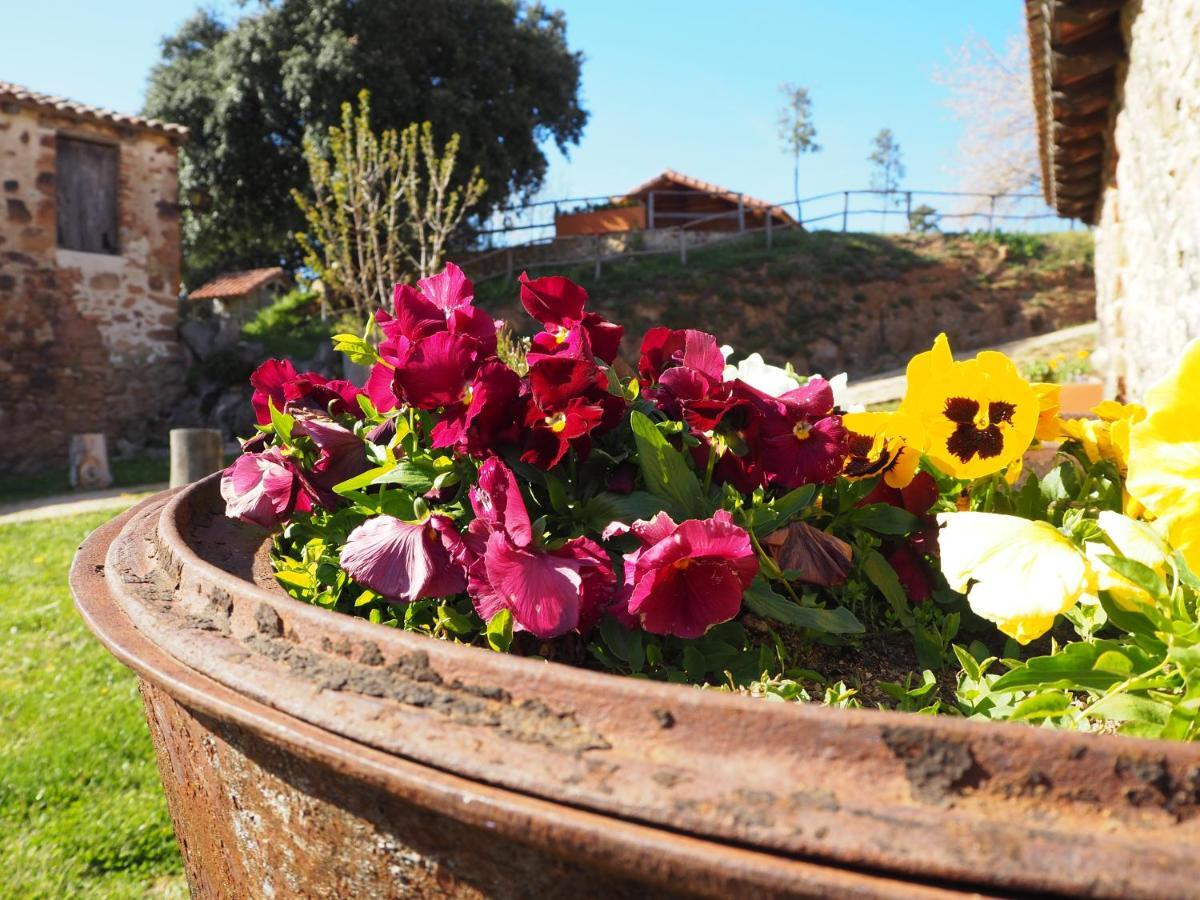 Affittacamere Mas Cal Sastre Sant Hilari Sacalm Esterno foto